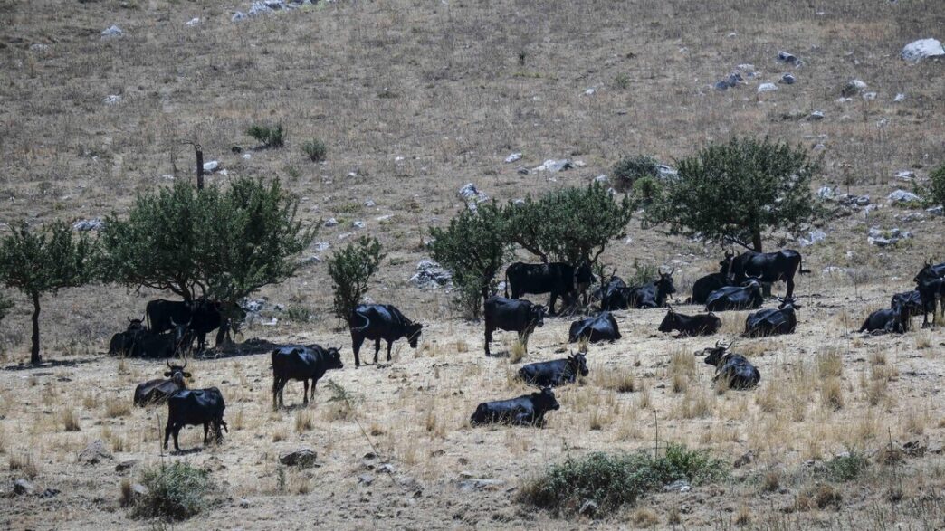 Dermatite Bovina3A 5 Focolai Co