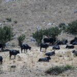 Dermatite Bovina: 5 Focolai Confermati In Sardegna E Mantova Con Oltre 900 Animali Coinvolti