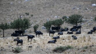 Dermatite Bovina3A 5 Focolai Co