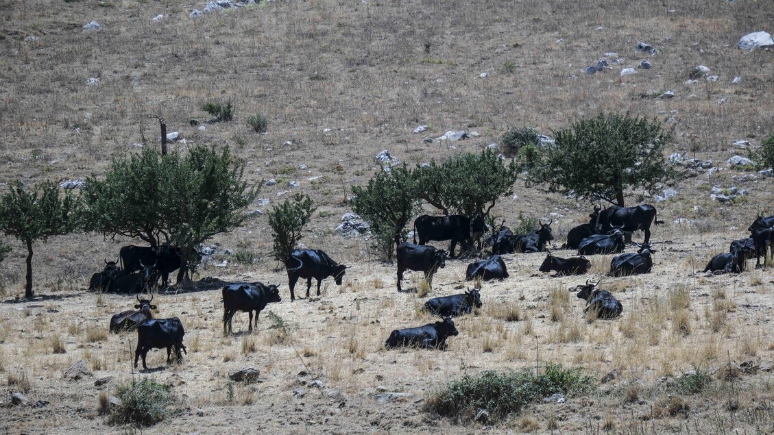 Dermatite Bovina3A 5 Focolai Co