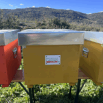 Despar Italia Lancia Il Progetto Case Delle Api Per Tutelare La Biodiversità In Sette Regioni Italiane