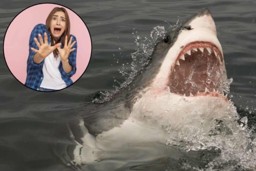Subito dopo la cattura, lo squalo è stato rilasciato in mare aperto, secondo le normative vigenti e per tutelare la specie, che è protetta a livello internazionale.