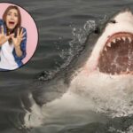 Panico In Spiaggia, Avvistato Uno Squalo Gigantesco: Si Trova In Uno Dei Mari Più Belli D’italia