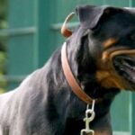Donna Di 50 Anni Morsa Al Volto Dal Rottweiler Di Casa, Soccorsa A Pisa