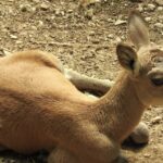Due Urial Nati Al Parco Natura Viva Di Bussolengo E La Sfida Per La Conservazione Della Specie In Italia