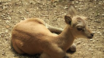 Due Urial Nati Al Parco Natura