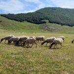 Emergenza Lingua Blu In Abruzzo, Richieste Di Intervento Rapido E Sostegno Alle Aziende Agricole Colpite