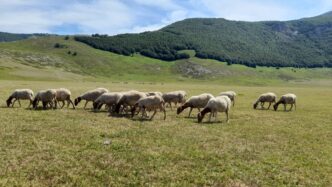 Emergenza Lingua Blu In Abruzz