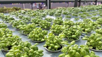 Eni Lancia Una Serra Aeroponic