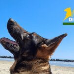 Finanza Di Fermo Saluta Fancy, Cane Pastore Tedesco Protagonista Di Importanti Sequestri Di Droga