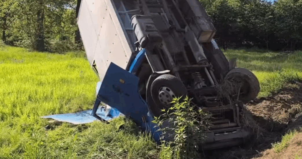 Fuga Di Due Tori Sulle Strade