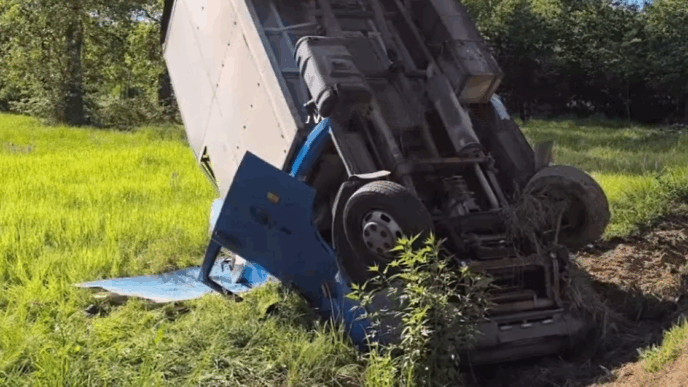 Fuga Di Due Tori Sulle Strade