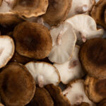 Funghi Coltivati In Europa, Sostenibilità E Metodi Di Produzione A Basso Impatto Ambientale