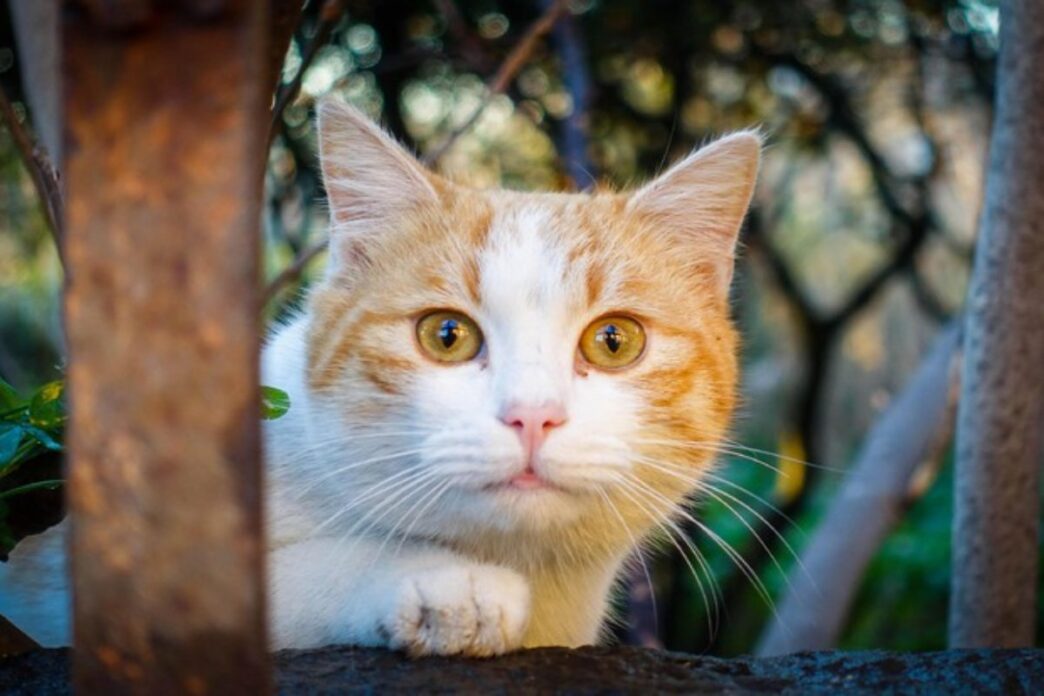 Gatto Colpito Da Arma Ad Aria