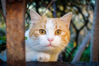 Gatto Colpito Da Arma Ad Aria
