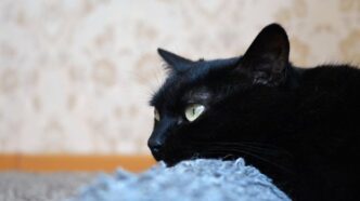Gatto Ferito Da Un Fucile A Re