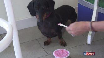 Gelati Per Cani3A La Nuova Tend