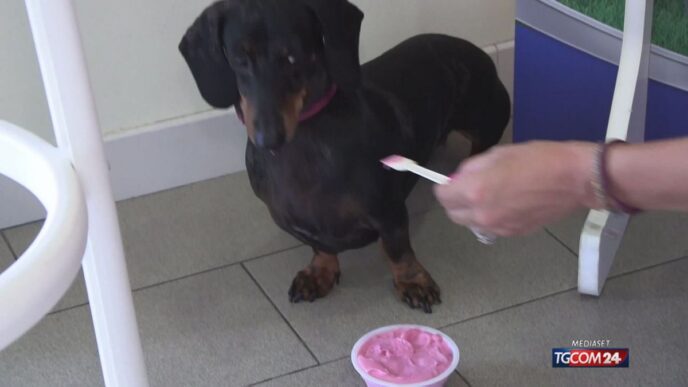 Gelati Per Cani3A La Nuova Tend