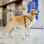 Gnv Potenzia I Servizi Per Chi Viaggia Con Animali Domestici Grazie Alla Collaborazione Con Innovadog