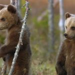 Gran Paradiso Film Festival 2025 Ripercorre I Legami Tra Intelligenza Animale, Umana E Artificiale