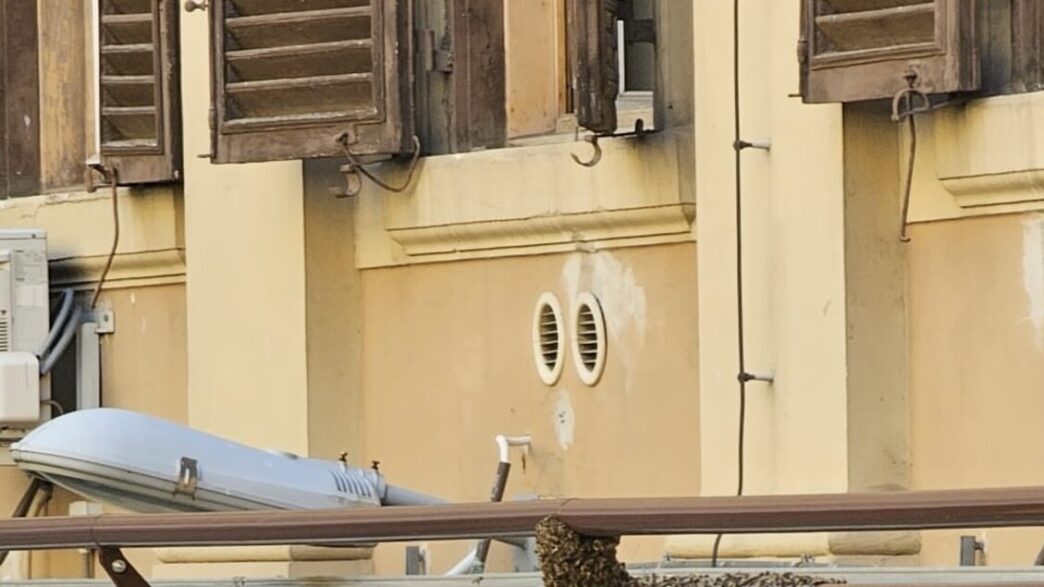 Grande Sciame Di Api Recuperat