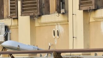 Grande Sciame Di Api Recuperat