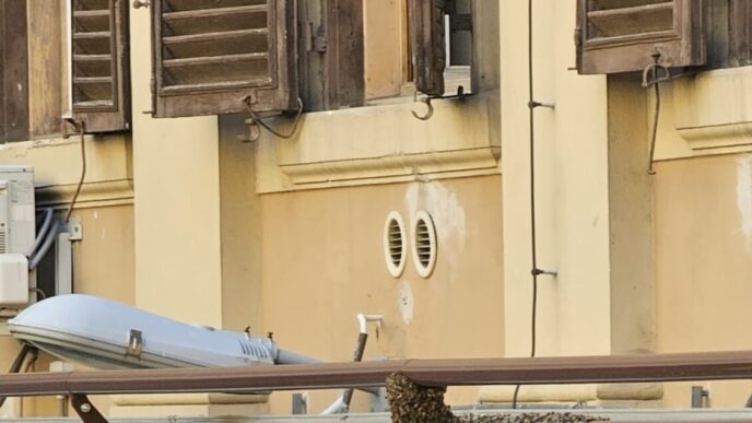 Grande Sciame Di Api Recuperat