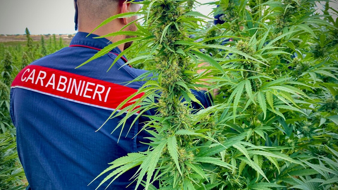 I Carabinieri Scoprono Piantag