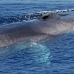 Il Canyon Di Caprera, Santuario Di Biodiversità Marina Nel Tirreno Nord Orientale