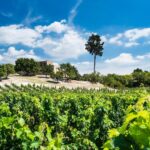 Il Fascino Della Tenuta Zisola A Noto: Vino, Natura E Cultura Tra I Bagli Della Sicilia Sud-Orientale