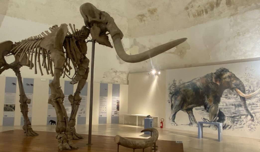 Il Mammut Del Castello Alle28099Aqu