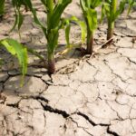 Il Mondo Perde Acqua Dolce A Livelli Record Con Impatti Su Ambiente E Società