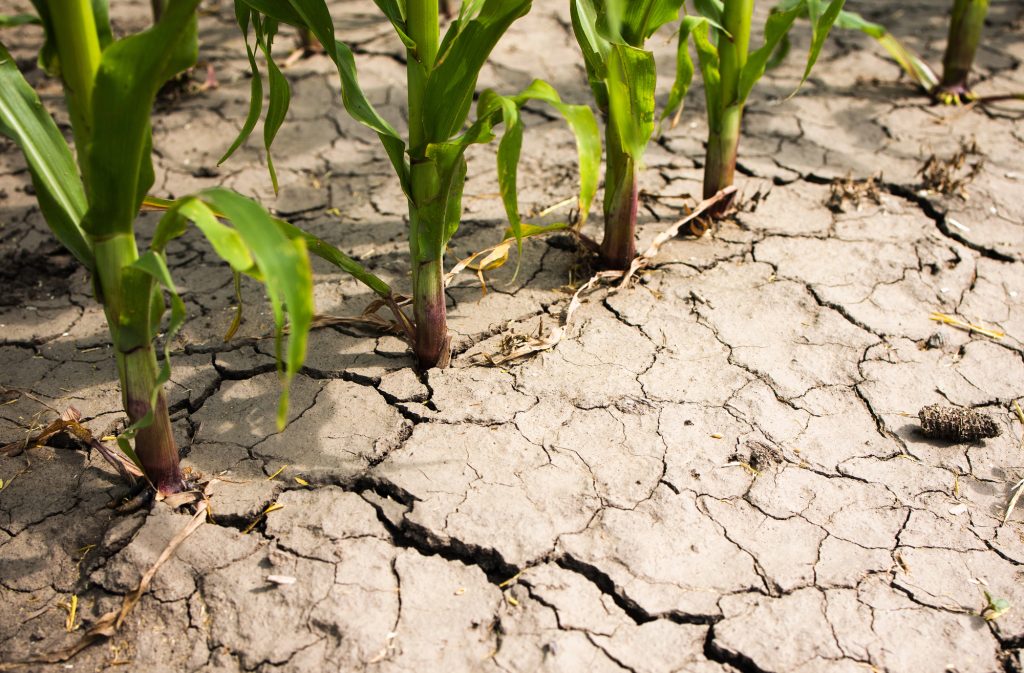 Il Mondo Perde Acqua Dolce A L