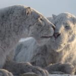 Il Pianeta Preistorico: Era Glaciale, La Docuserie Apple Tv+ Narrata Da Tom Hiddleston Svela Il Mondo Ghiacciato