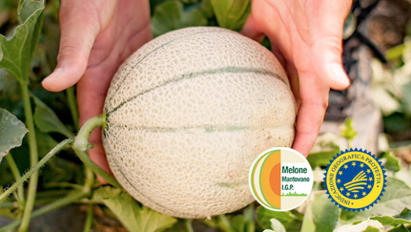 Il Primo Simposio Del Melone M