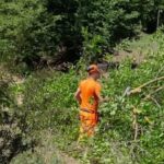 Il Tar Del Lazio Autorizza Il Taglio Di 26 Alberi Per I Sondaggi Archeologici Dello Stadio Della Roma