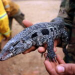 Il Tribunale Di Como Ordina La Confisca Di Un’iguana Priva Di Documenti Di Provenienza