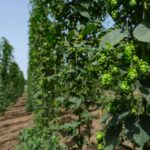 A Fiumicino Un Birrificio Agricolo Con Luppoleto Racconta Un Altro Modo Di Fare (E Bere) Birra
