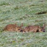 In Alto Adige 33 Nuovi Droni Per Salvare I Piccoli Di Capriolo Durante La Fienagione Dal 2026