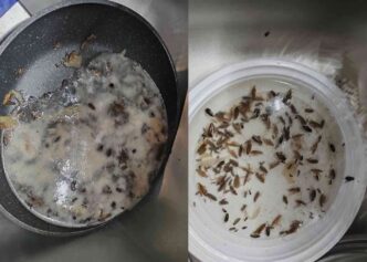 Infestazione Di Blatte Obbliga