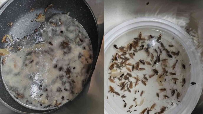 Infestazione Di Blatte Obbliga