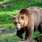 L’Orsa Jj4 Trasferita Dalla Provincia Di Trento Alla Foresta Nera In Germania