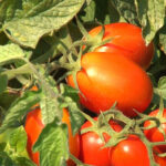 La Campagna 2025 Del Pomodoro Da Industria Prende Il Via Nel Nord Italia Con Raccolta Anticipata E Superfici In Aumento