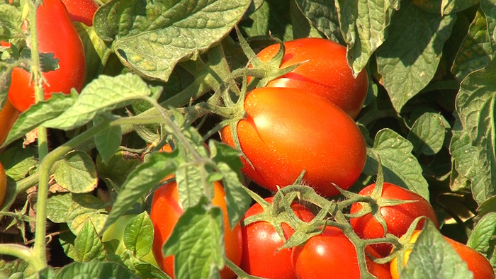 La Campagna 2025 Del Pomodoro