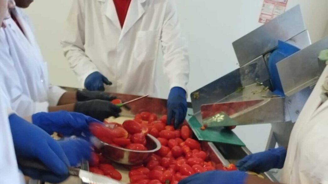 La Campagna Del Pomodoro Biolo