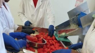 La Campagna Del Pomodoro Biolo