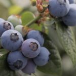 La Cooperativa Sant’orsola Di Vigolo Vattaro Presenta Nuove Varietà Di Lamponi Resistenti E Produttive