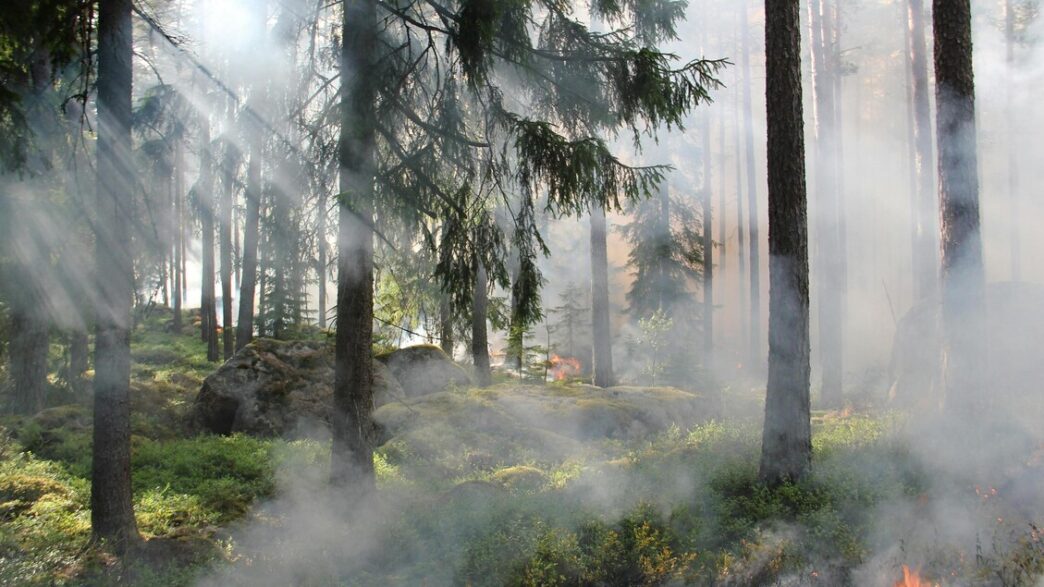 La Gestione Delle Foreste Ital