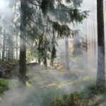 La Gestione Delle Foreste Italiane Richiede Un Cambio Di Passo Per Prevenire Incendi E Dissesti