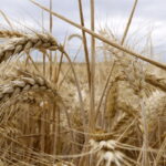 La Natura Nel Bilancio: La Ue Spinge Su Un Mercato Di Crediti Per Tutelare L’ambiente E Le Imprese